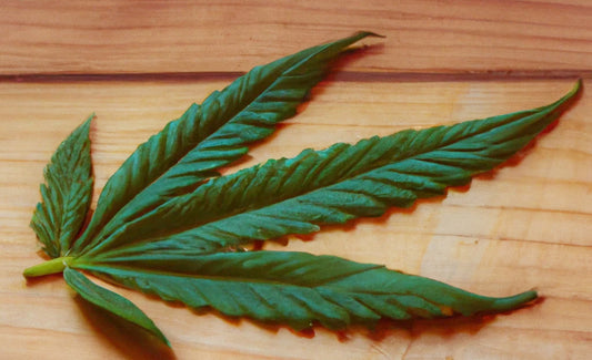 A hemp leaf on a wooden table